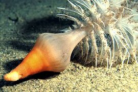 Pteroeides spinosum con el pedúnculo desenterrado