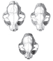 Image 20Skulls of a wildcat (top left), a housecat (top right), and a hybrid between the two (bottom center) (from Cat)