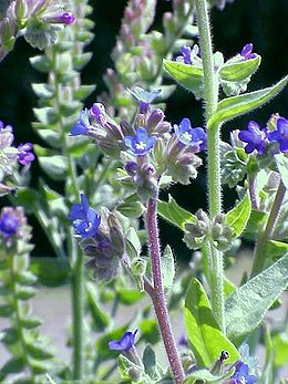 Vaistinis godas (Anchusa officinalis)