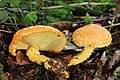 Pholiota flammans