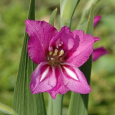 <center>Gladiolus imbricatus</center>