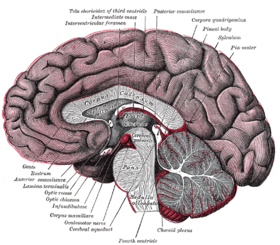 Median sagittal section of brain. The relations of the pia mater are indicated by the red color. (Optic recess labeled at lower left.)