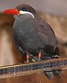 Inca Tern