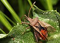 Coreus marginatus