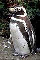 Magellanic penguin, near Punta Arena, Chile, its natural summer habitat