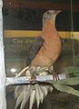 Passenger Pigeon