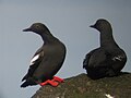 Pigeon Guillomot, Antsiferov, Kuril Islands, Russia