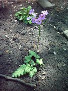 Primula sieboldii