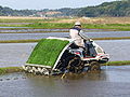 Rice-planting-machine, Japan --- நெற்பயிர் நடவு செய்யும் இயந்திரம், ஜப்பான்.