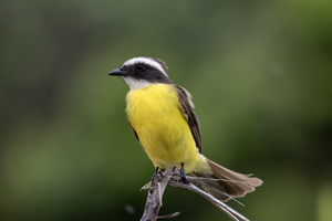 A Social Flycatcher perched after feeding its young.