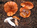   Tricholoma aurantium