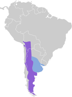 Distribución geográfica de la bandurrita común.