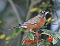 An American robin