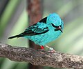 Blue Dacnis