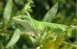 トカゲの一種 グリーンアノール Anolis caroliensis はなめらかにカウンターシェーディングになっている。