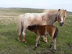 Un poney de race Dartmoor à la robe alezane granitée, ou aubère.