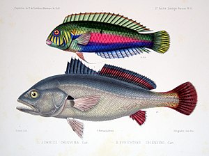 Xyrichtys splendens(위) Plagioscion squamosissimus(아래)