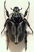 Royal Goliath Beetle