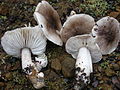 Tricholoma griseoviolaceum