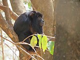 Alouatta caraya