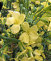 Broccoli flowers