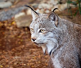 Kanadai hiúz (Lynx canadensis)