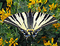 Iphiclides podalirius (Lepidoptera)