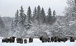 Kaluzhskiye Zaseki Zapovednik