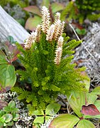 Lycopodium juniperoideum