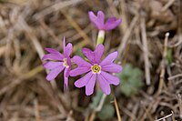 Primula reinii