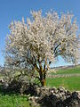 Almond tree