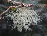 Usnea filipendula