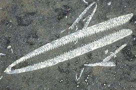 Graptolites