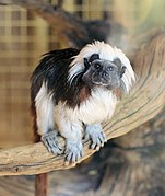 Cotton-top Tamarin