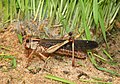 Locusta migratoria