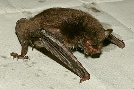 Водяная ночница (лат. Myotis daubentonii)