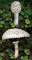 Macrolepiota procera