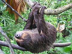 Hoffmann's Two-toed Sloth