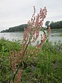 Ketscher Rheininsel, Juni 2019