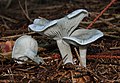 Clitocybe odora