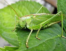 Tettigonia viridissima ♀.