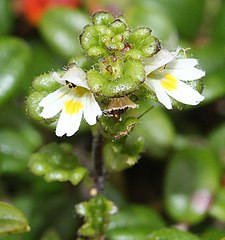 コケコゴメグサ 木曽駒ヶ岳