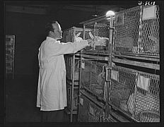 Cages à lapins de laboratoire en 1941 (États-Unis)