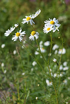 Chamomilla Matricaria recutita