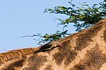 Rödnäbbad oxhackare på giraff Krugerparken i Sydafrika.