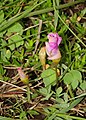 Oxalis obliquifolia