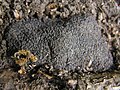 Tuber melanosporum au pied d'un muret en Provence.