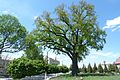 Ancient oak in downtown Horodok