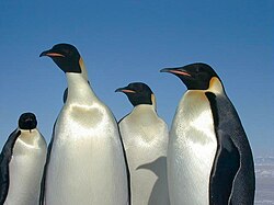 Keisaripingviinejä (Aptenodytes forsteri)