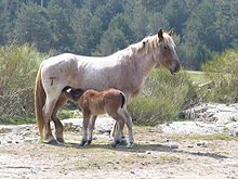 Dans un terrain sablonneux avec une herbe rare, un poulain bai tête librement sa mère.